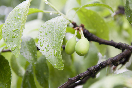 雨点落在李树的叶子上图片