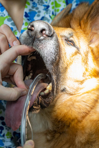 肺插管麻醉犬气管插管照片