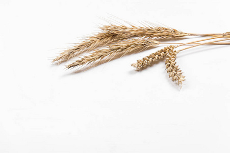 白色背景的麦穗.小麦和黑麦穗.俯视图照片