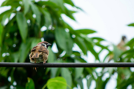 绿色背景下的麻雀鸟坐在电线上图片