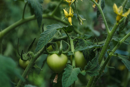 在园圃上生长的未成熟的西红柿.