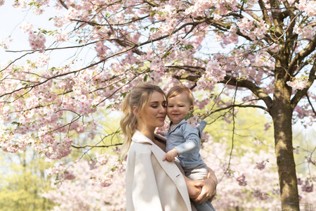 樱花飘落着粉红色的花瓣和美丽的花朵照片