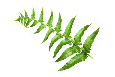 蕨类植物小插图图片-蕨类植物小插图素材-蕨类植物小插图插画-摄图新