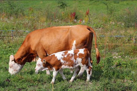 在绿色的农场土地上pied cow with spiked nose ring, calf weaning