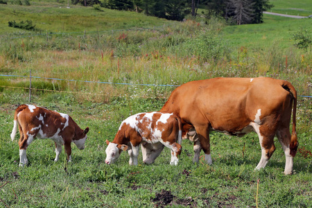 在绿色的农场土地上pied cow with spiked nose ring, calf weaning