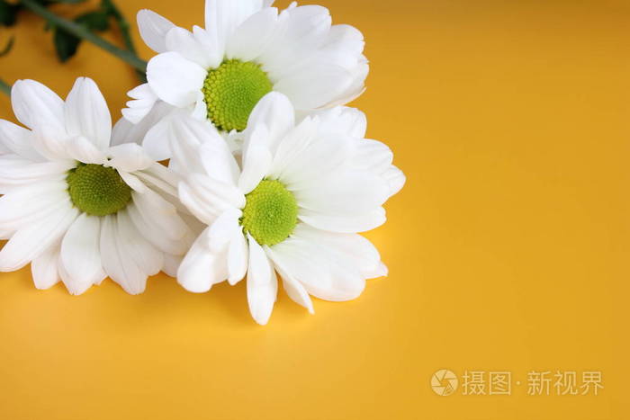 黄底白菊花如画的花喷菊花开了菊花芽