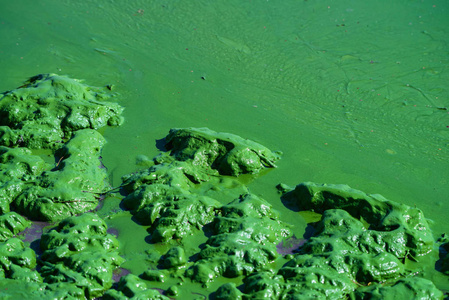 水生草本植物图片