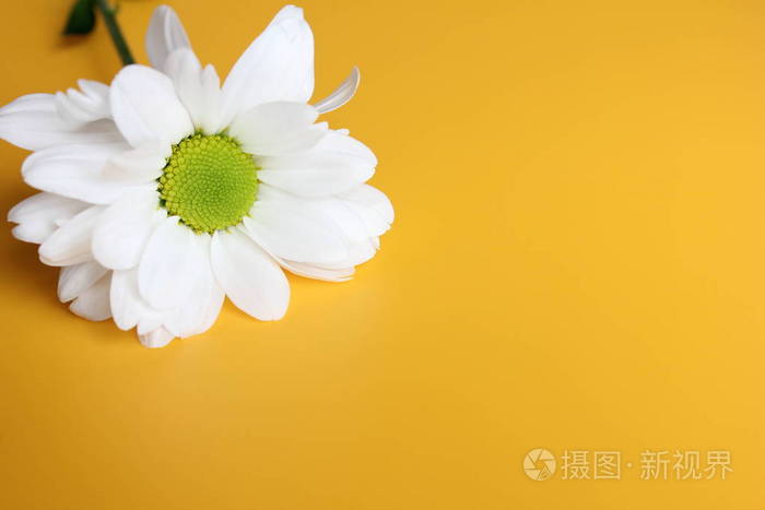 黄底白菊花如画的花喷菊花开了菊花芽