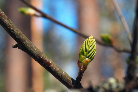 在树上的芽嫩绿的叶子在树上发芽.照片