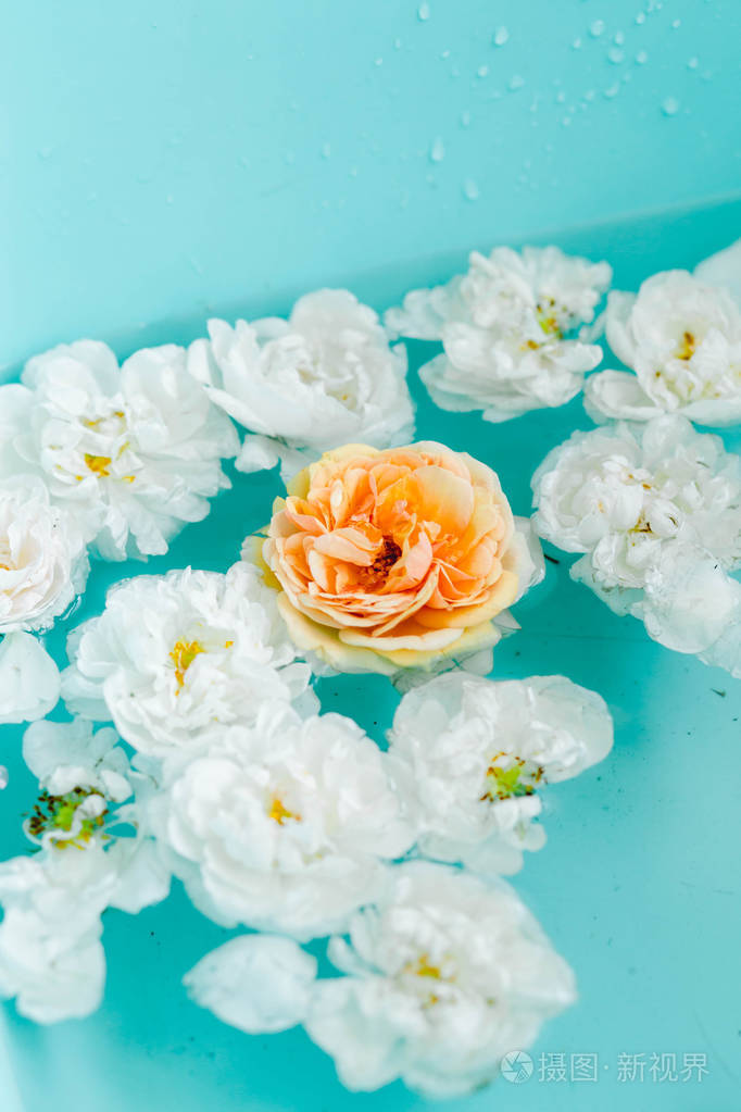 蓝色背景下玫瑰在水中的柔美花朵纹理