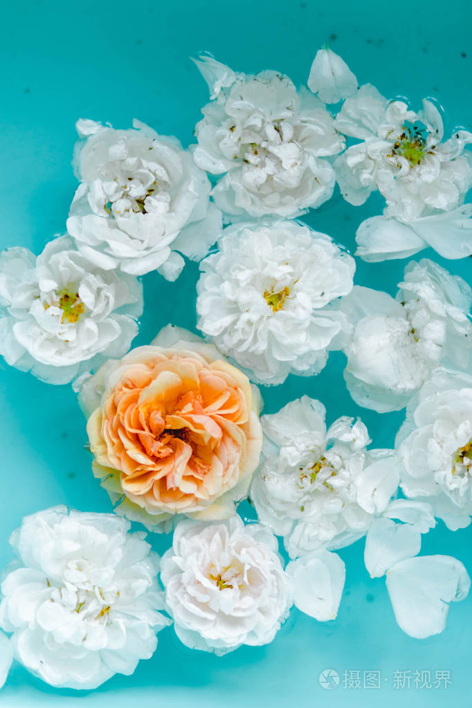 蓝色背景下玫瑰在水中的柔美花朵纹理