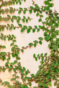 长在水泥墙上的绿色爬藤植物图片