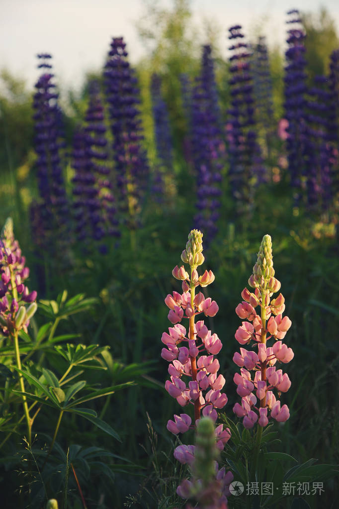 草地上夕阳下粉红色和紫色的羽扇豆花