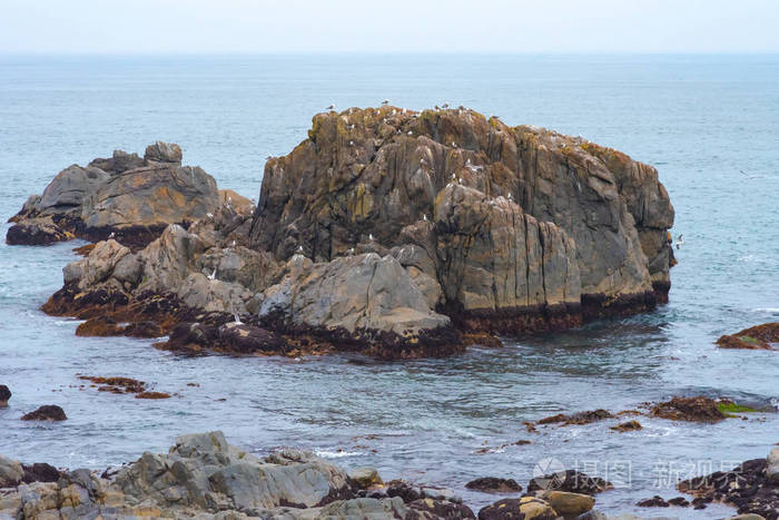 许多海鸥站在孤立在海洋中的岩石上，在岩石周围放松和飞翔。