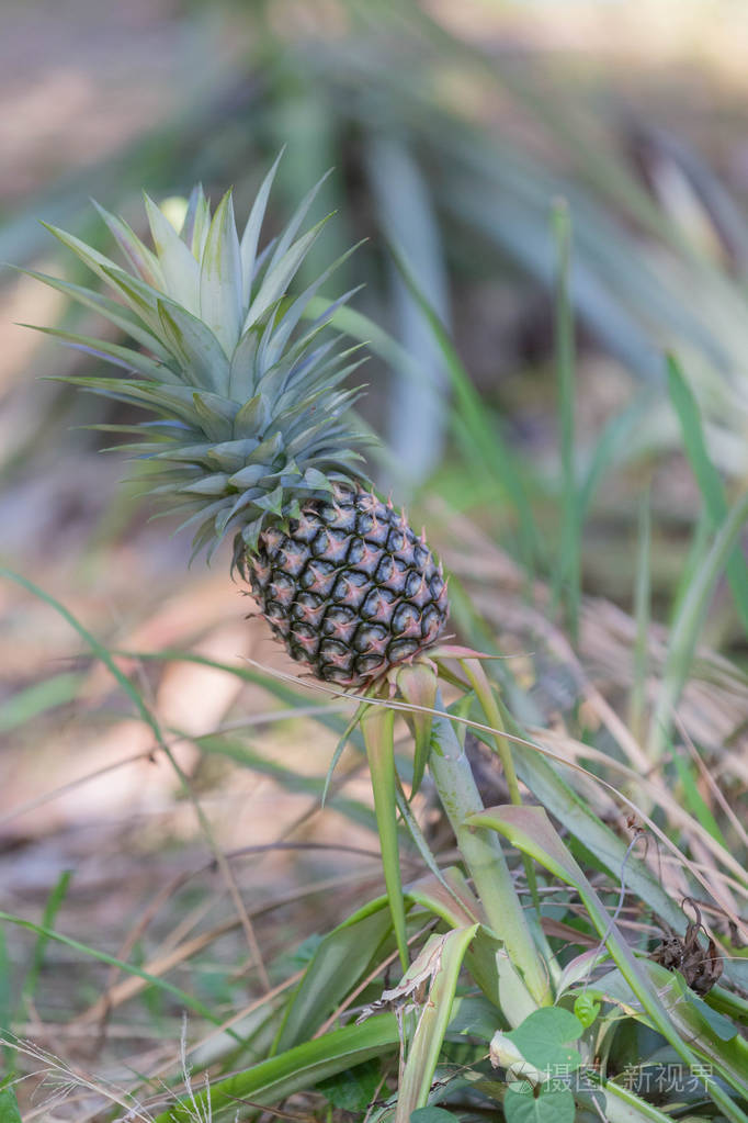 农场里的一种小菠萝生长在田里的热带水果