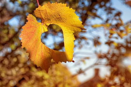 美丽的秋天,蓝天上飘落的老树叶,抽象的背景,自然秋天.