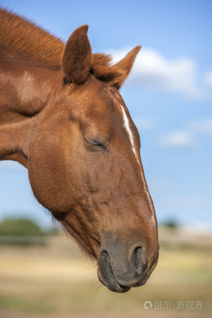 闭着眼睛的阿拉赞马马的冥想蓝天垂直的没有人