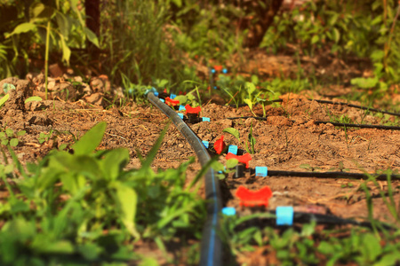 水滴灌滴灌系统.花园里的浇水系统照片
