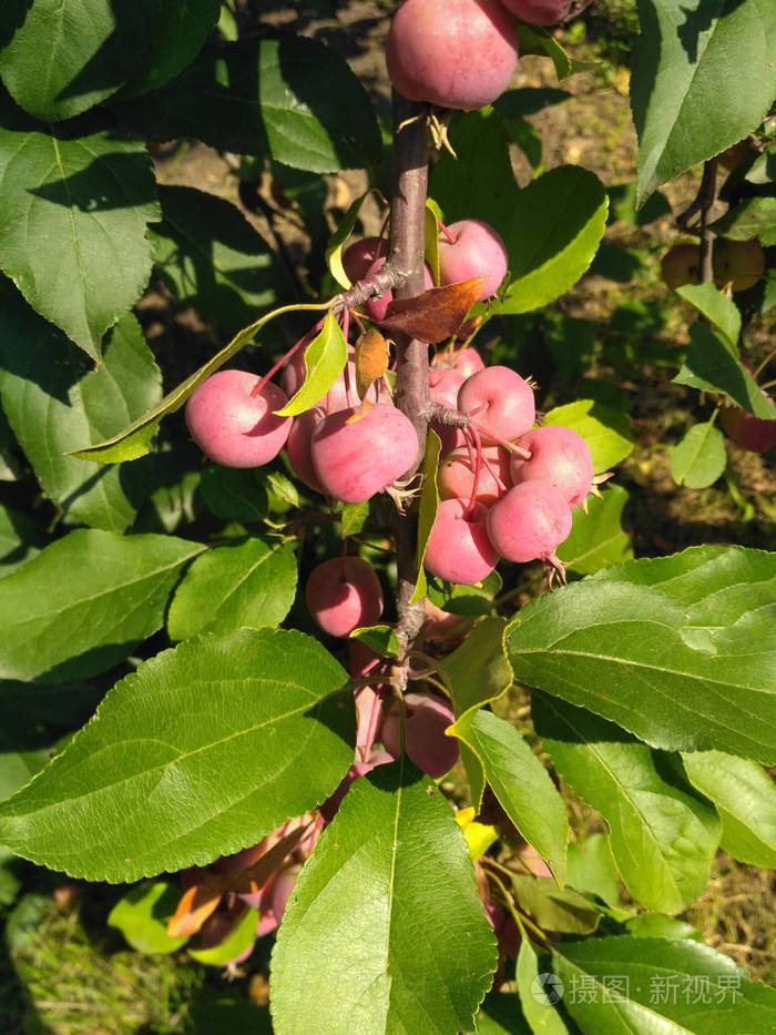 小红苹果长在树叶间的树枝上