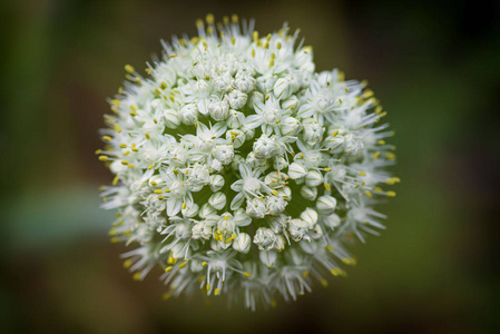 宏图像.关闭-带着装饰性洋葱花在夏天盛开的前景照片