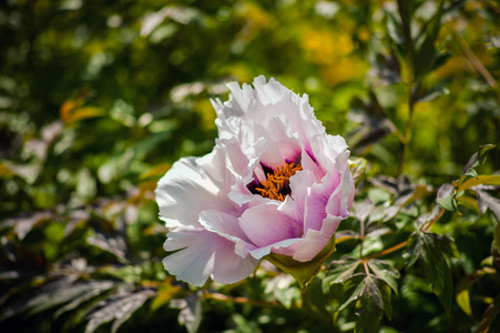 白芍花芍药图片