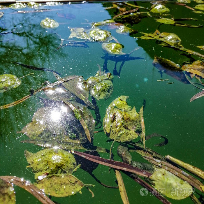 池子里的水已经腐烂了不干净的池子