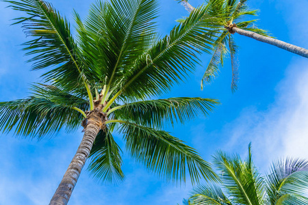 蓝天上美丽的椰子树图片