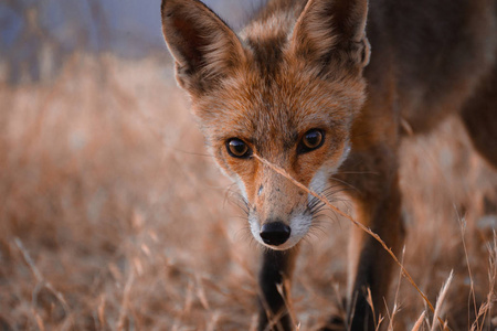西班牙狐狸图片