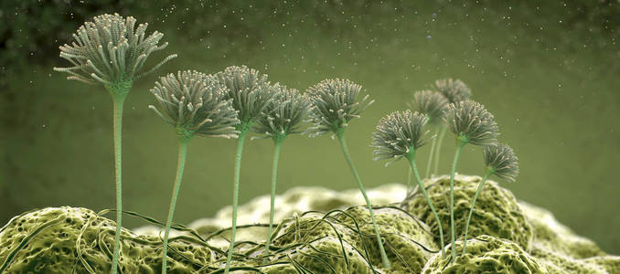 高倍镜下引起人类疾病的病毒疾病的蚕,复古雕刻孢子囊的详细视图叶或