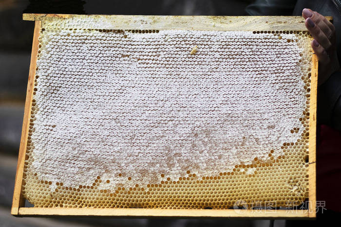 养蜂场里用新鲜蜂蜜做的蜂巢蜂蜜特写框白色蜂蜜填充蜂巢