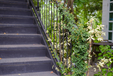 植物楼梯图片