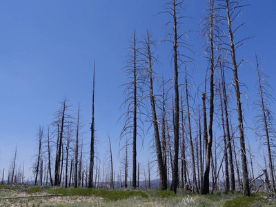 犹他州森林火灾中的无叶树图片