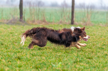 一只边境牧羊犬在田野上奔跑照片