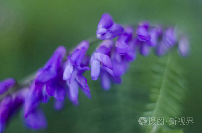 豆科紫薇科野豌豆花 照片 正版商用图片2l3ali 摄图新视界
