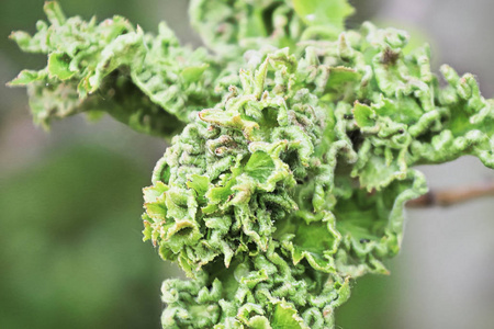 杨树叶片上蚜虫虫瘿的特写照片