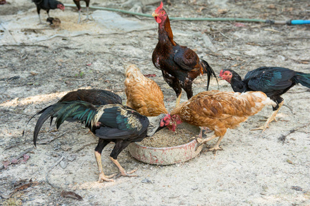 吃稻谷和麸皮做食物盘的农场鸡图片