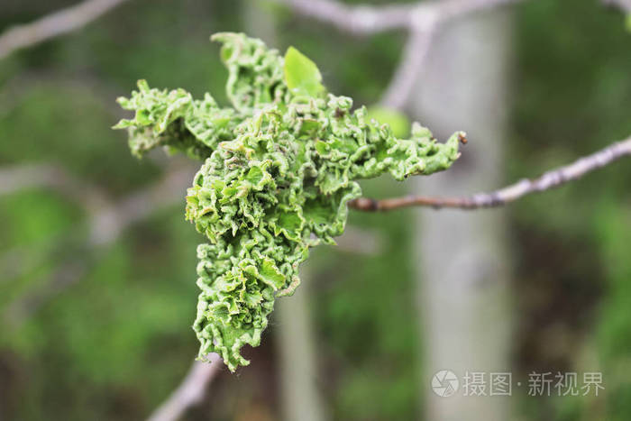 杨树蚜虫的虫瘿