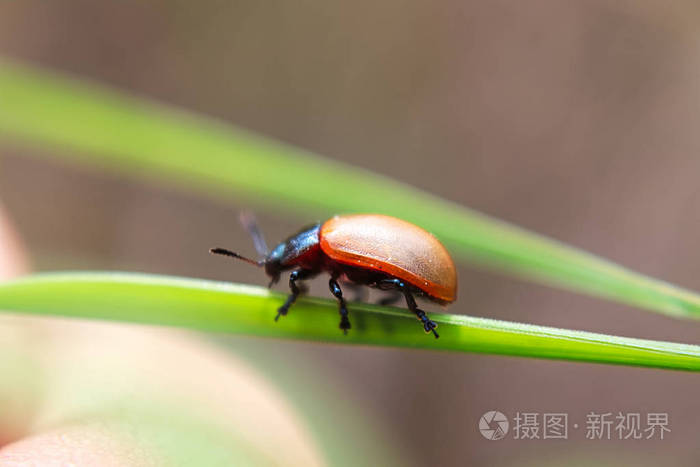 草地上一只白杨叶甲虫的宏观侧视图