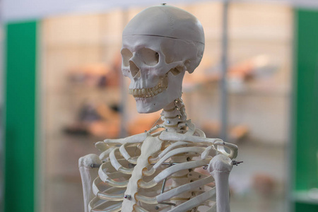 人体骨骼模型图片