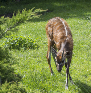 野生动物野生动物羚羊图片