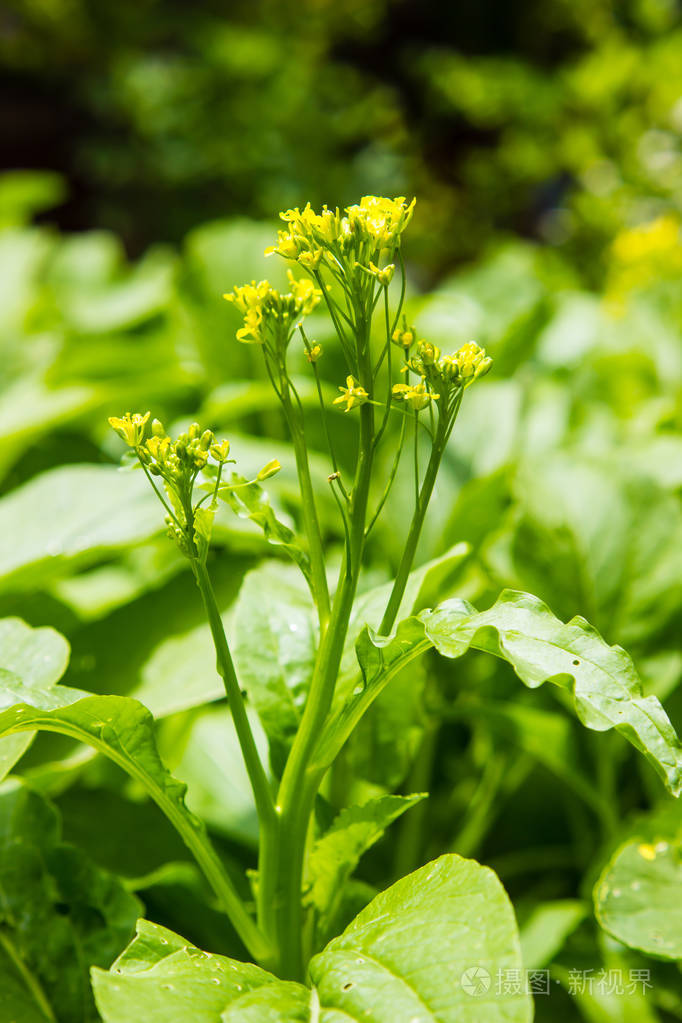 大白菜在田间开花的特写镜头