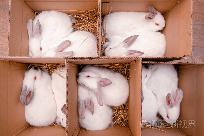十只白兔正坐在一个纸板箱里复活节兔子复活节准备农场动物运输和宠物