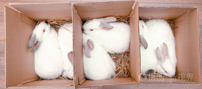 六只白兔正坐在一个纸板箱里复活节兔子复活节准备农场动物运输和宠物