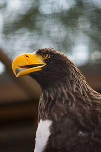 长翅膀的鱼一只长着黄色大嘴的鹰照片