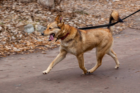 狗走道的动图图片
