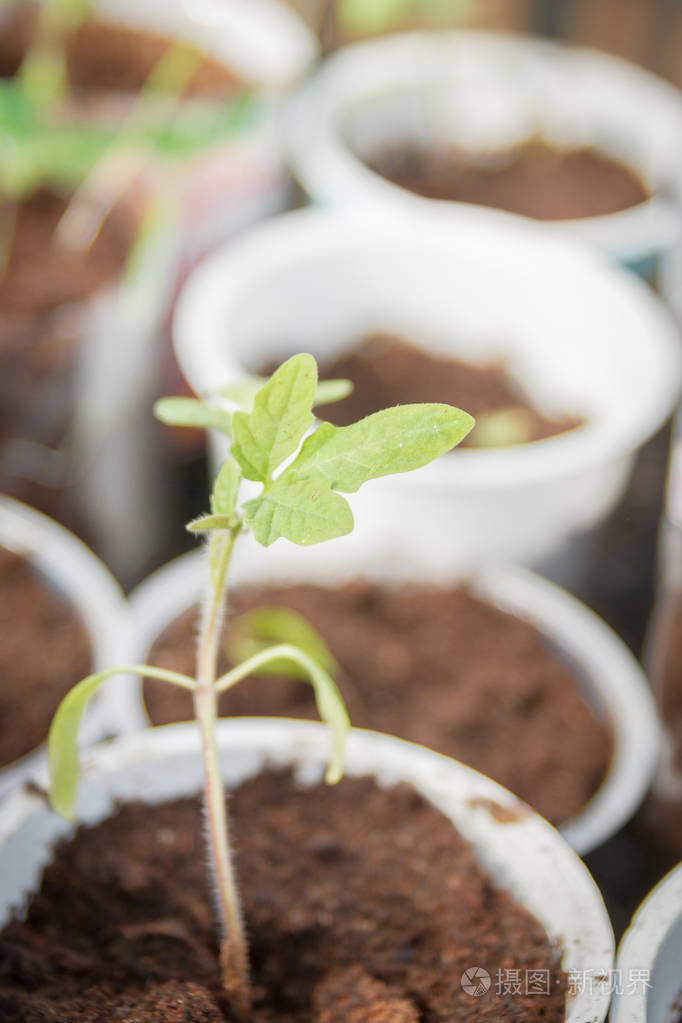 早春时小苗在玻璃中发芽