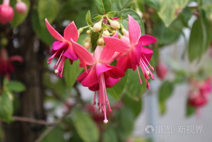 植物区系 自然 花儿 花园 品红 粉红色 开花 植物