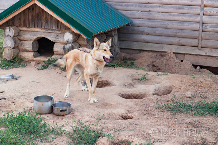 狗在狗舍里拴着链子