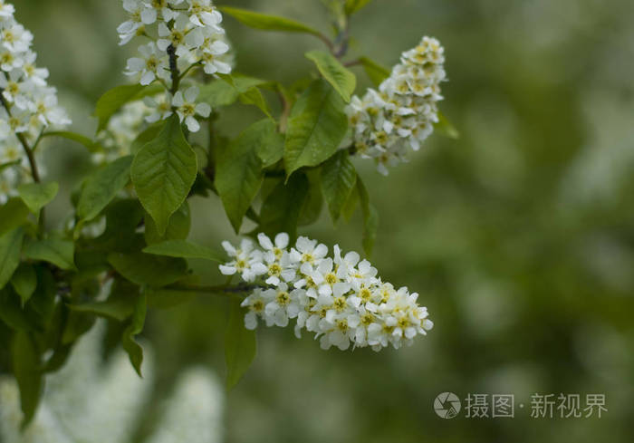 香料 素食主义者 特写镜头 炊具 农民 植物 午餐 卡宴