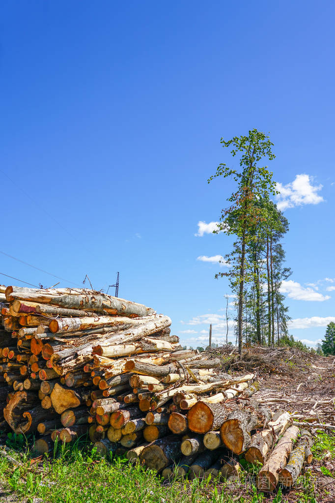 乱砍滥伐成堆的砍伐树木准备运输